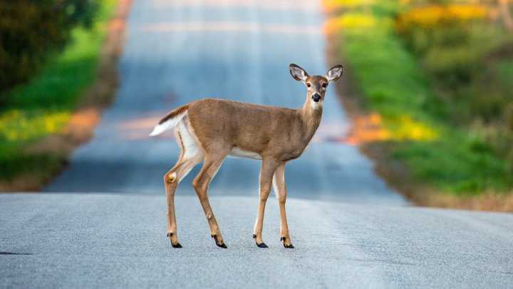Deer-involved accidents in the Valley on the rise