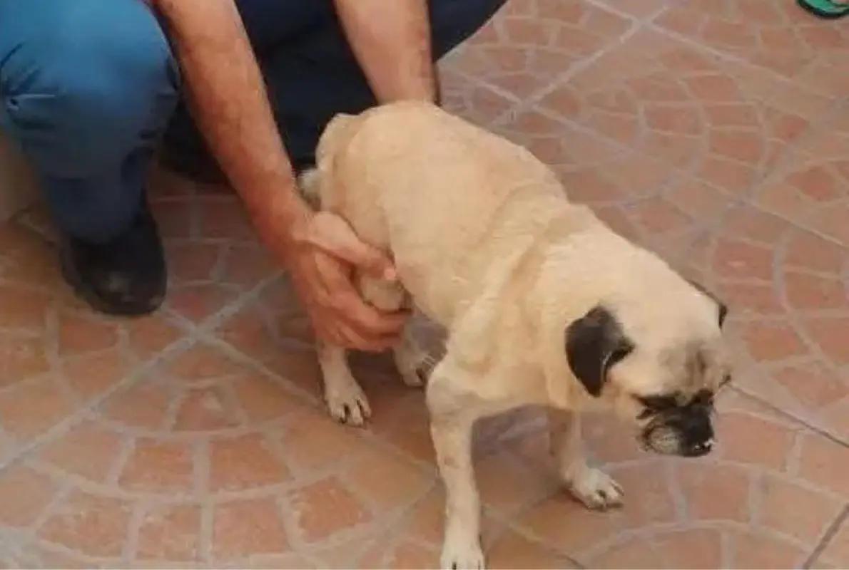 Presunto caso de maltrato animal, mujer arroja un perro desde el segundo piso en Chiapas (Video)