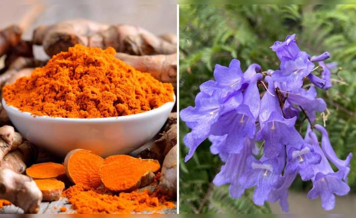 Cúrcuma y jacarandá: el Instituto Nacional de Salud revela su potencial anticancerígeno en nuevas investigaciones