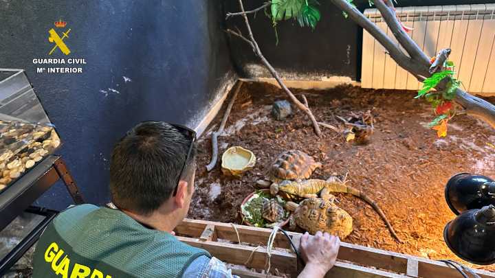 Intervienen casi 500 animales exóticos protegidos en un falso refugio en un pueblo de Ávila