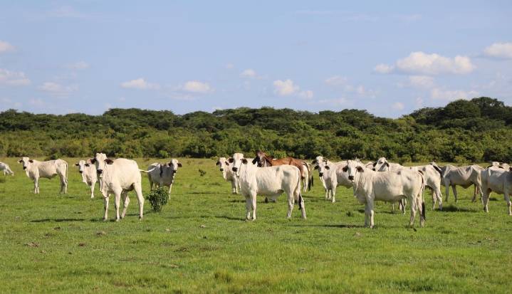 Cámara de Representantes aprueba proyecto de ganadería libre de deforestación