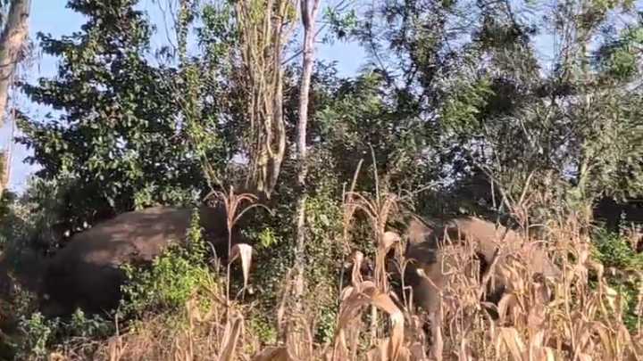 Elephant Bhima loses tusk in fight with Captain