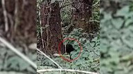 Washington Hiker Stops Cold After Hearing Strange Cries In The Woods