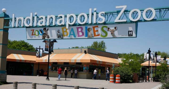 Chimpanzee on the loose at Indianapolis zoo, visitors say