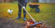 Ask an Expert - November yard and garden tips