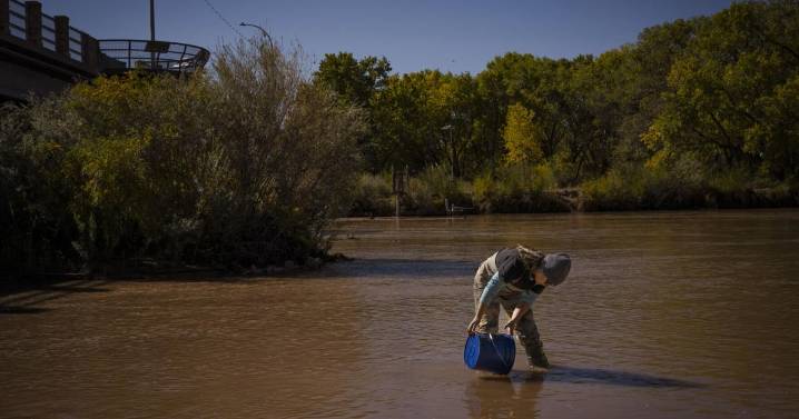 BioPark releases endangered Rio Grande silvery minnows