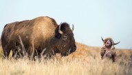 Buffalo Guy Tagged And Released Back Into Wild