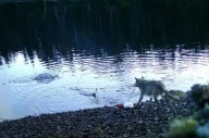 B.C. wolves use line to pull up crab traps in first possible tool use by species