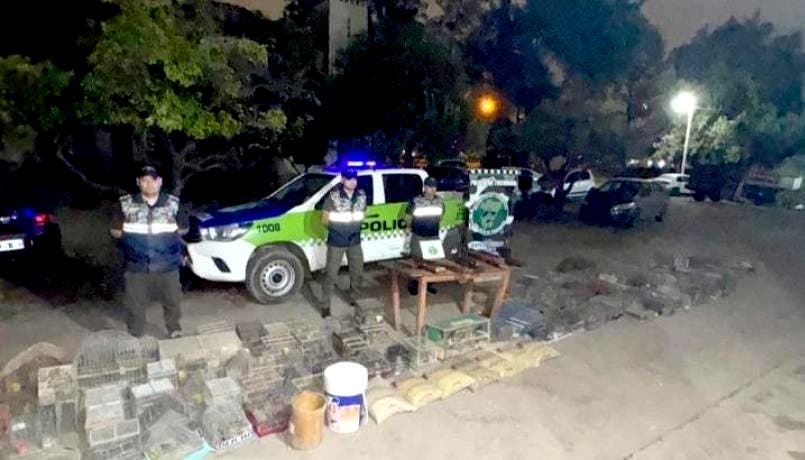 Yerba Buena: rescatan 193 aves silvestres y 12 gallos de riña