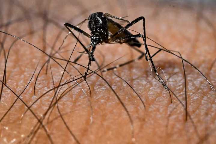 ¡Alerta en Magdalena! Dengue se dispara 48 % y la Zona Bananera estalla con la mayoría de los casos