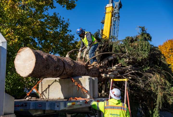 Chicago's 2025 Christmas tree hails from Glenview family's yard