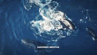 El impactante ataque de unas orcas a una cría de ballena jorobada en 'Cazadores de imágenes': "Es súper triste, es naturaleza salvaje"