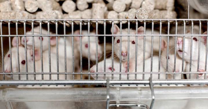 Lab rats to be replaced with microchips in new UK plan to phase out animal testing