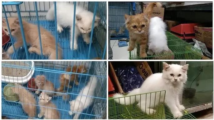 Police act against unlicensed pet shop