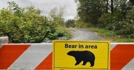 Two grizzlies caught in Bella Coola, B.C.; DNA tests to confirm any link to attack