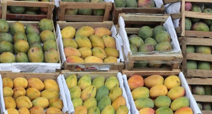 ¿Exportación de mango en riesgo? Lo que sucede en los campos de cultivo en el norte de Perú