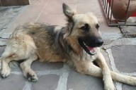 Atendieron a un perro herido en Salta y piden ayuda para ubicar a su dueño