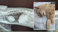 Miracle Cat Survives Being Impaled By Blow Dart And Shot With Gun