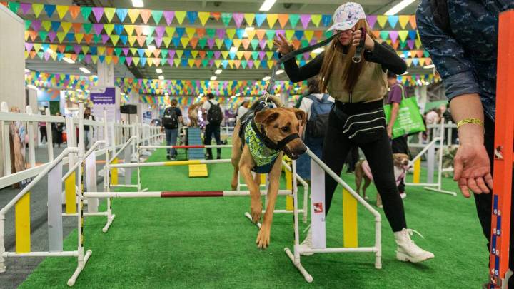 Llega Expopet Medellín, una feria dedicada al bienestar animal