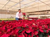 ¿Sabías que tu flor de pascua puede durar años? ¡Descubre cómo!