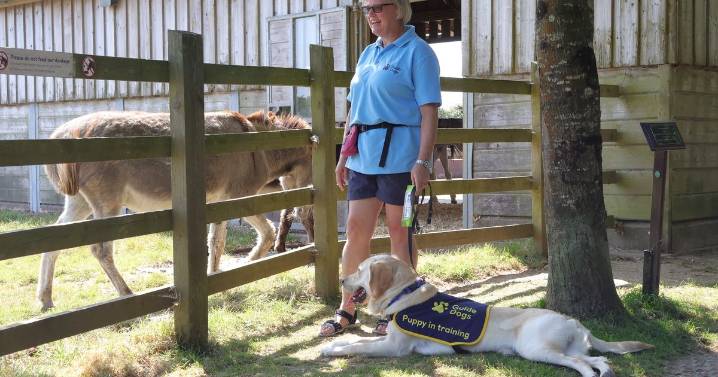 Guide dog pup makes surprise friends during Sidmouth training trip