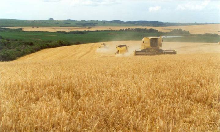 El trigo tocó un precio mínimo que no tenía desde 2019 y preocupa su impacto en la oferta de dólares durante el verano