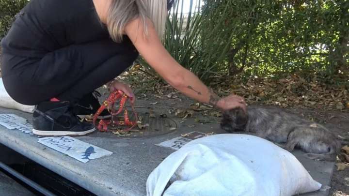 Little Pup Dumped In California Industrial Area Waits In Sadness Until Help Arrives