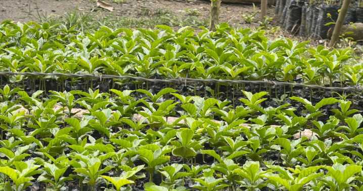 Cafetales de Caldas siguen siendo los más productivos de Colombia: superan el promedio nacional