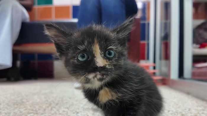 Houston Humane Society seeks holiday fosters for pets in need