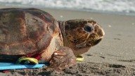 Endangered loggerhead sea turtle released to Atlantic Ocean from Florida beach