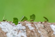 Hormigas, al igual que los camioneros, tienen puntos ciegos al moverse con carga