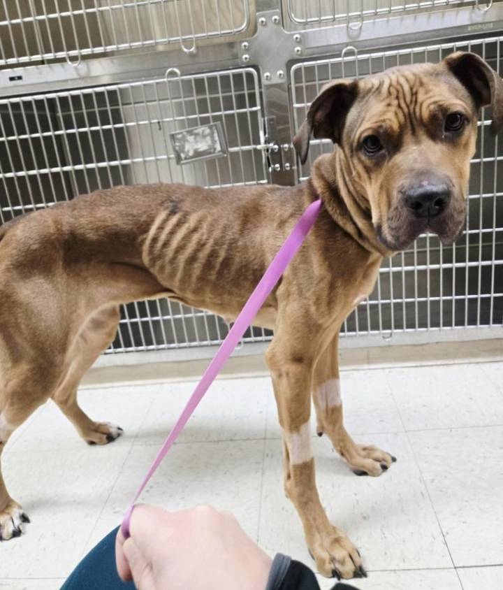 CT man charged with animal cruelty after discovery of emaciated dog