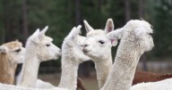 Montana Ag Network: Huson couple rescues 50 alpacas