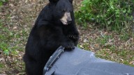 Judge allows this year’s Florida bear hunt to proceed