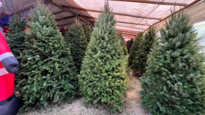 Colocan primeras ferias del pino en Monterrey con precios de mil a 3 mil pesos