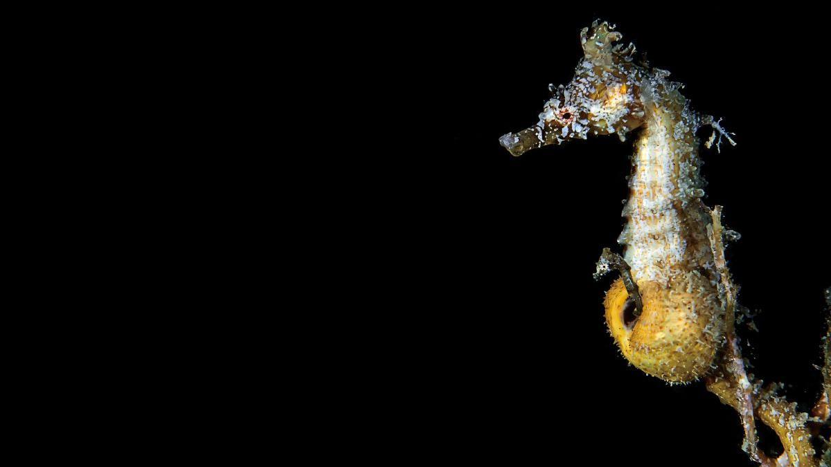 Descubren la base celular del "embarazo masculino"