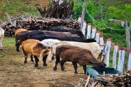 Consejo de campesinos en Caracas–La Guaira recibe donación de 50 vacas