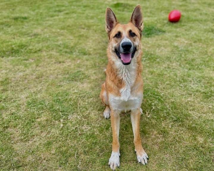 East Ridge Animal Shelter Seeks Community’s Help During Maximum Capacity