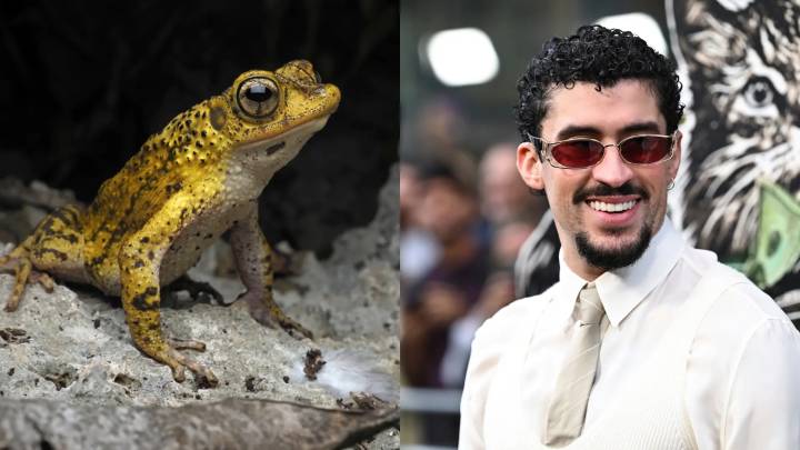 El sapo concho desafía la extinción de su especie con su fama mundial junto a Bad Bunny