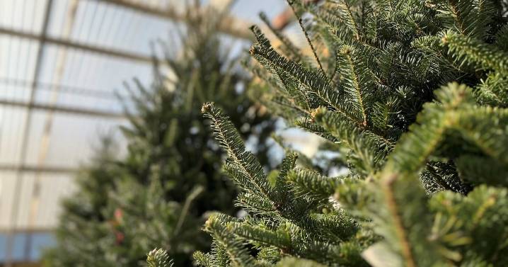 How the pandemic, tariffs led to Christmas tree surplus