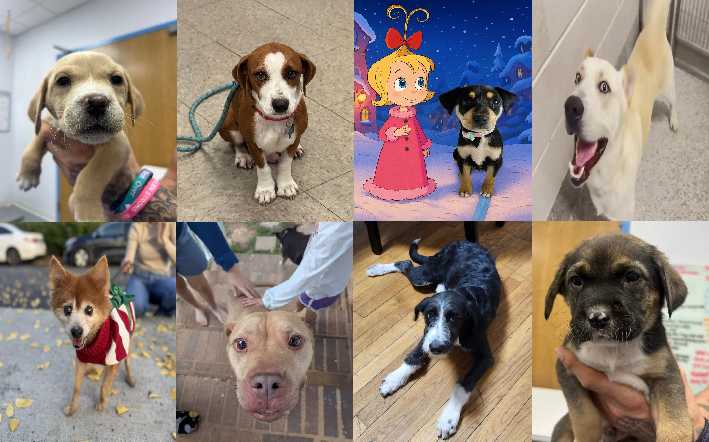 Midlands Pup Shots! November 24