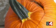 Local urban farm turns discarded pumpkins into compost