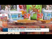 Pumpkin Pie Eating Contest for Pets