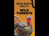 Wild turkey facts before Thanksgiving