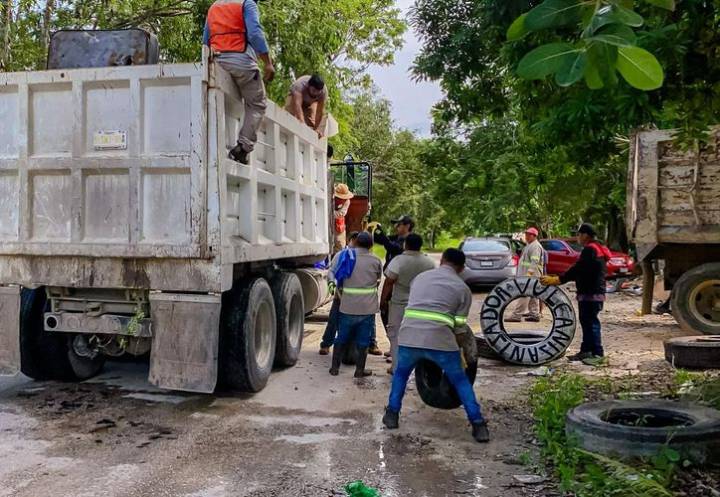 Arranca jornada de eliminación de criaderos de moscos en Tulum