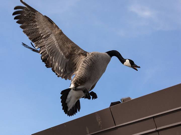 In defence of the Canada goose, the pooping, honking bird everyone loves to hate
