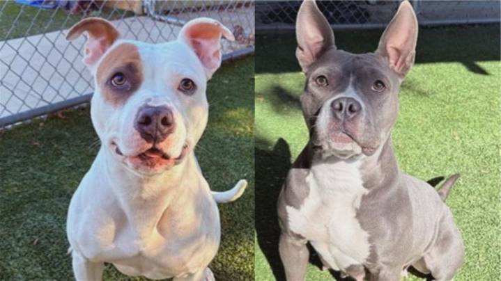 Perfect Pet: Meet Freya and Penny!