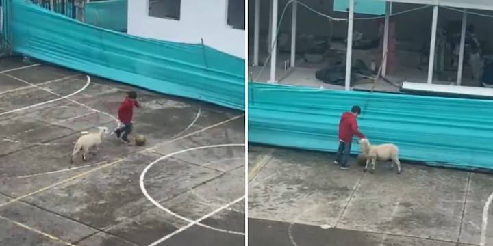 Niño se hizo viral en las redes tras jugar un partido de futbol con una oveja en una vereda en Bogotá: “Futbol y amistad”