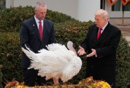 Trump pardons Thanksgiving turkeys with digs at Biden, Schumer and Pelosi