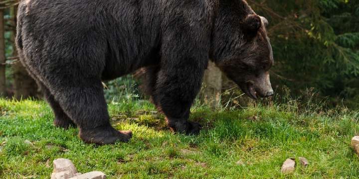 Estados Unidos: la sequía en California provoca más encuentros entre personas y animales salvajes